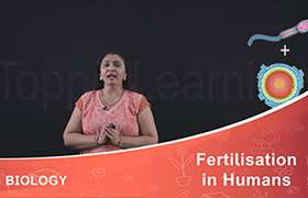 Fertilisation in Humans 