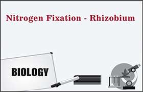 Nitrogen Fixation - Rhizobium 