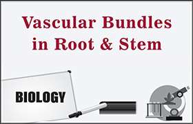 Vascular Bundles in Root and Stem 