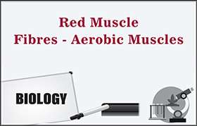 Red Muscle Fibres - Aerobic Muscles 