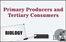 Primary Producers and Tertiary Consumers 