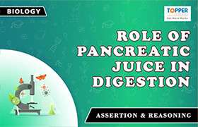 Role of Pancreatic Juice in Digestion 
