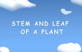 Plant and its Parts 