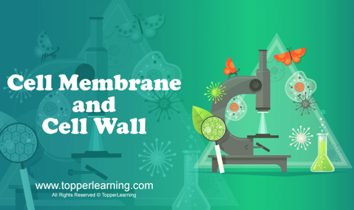 Cell Membrane and Cell Wall - 