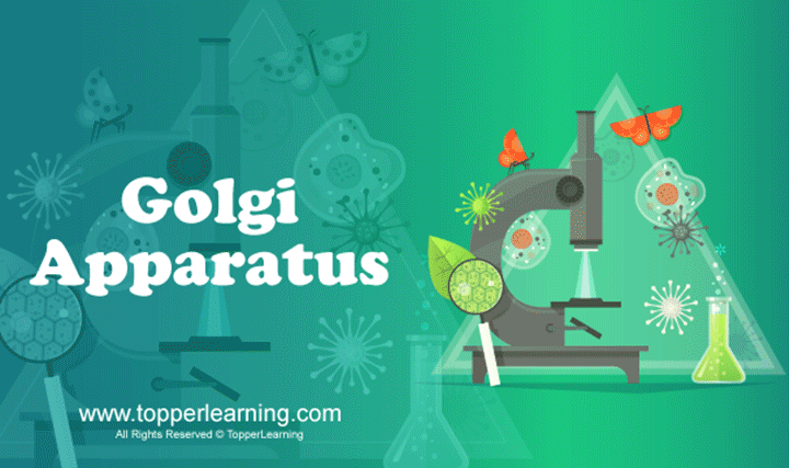 Golgi Apparatus - 