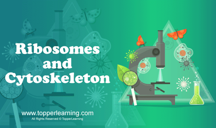 Ribosomes and Cytoskeleton - 