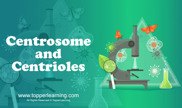 Centrosome and Centrioles - 