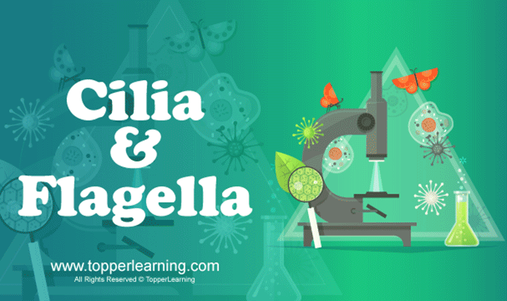 Cilia and Flagella - 