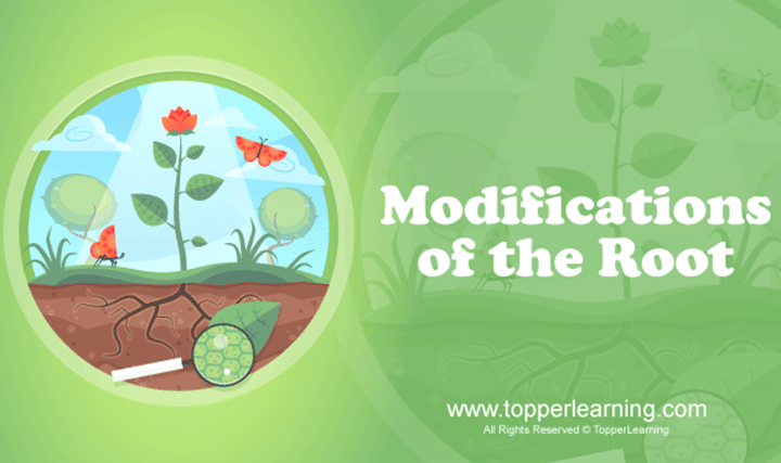 Modifications of the Root - 