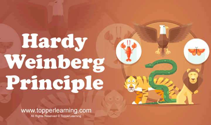 Hardy–Weinberg Principle - 