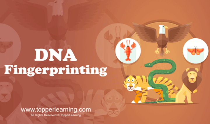 DNA Fingerprinting - 