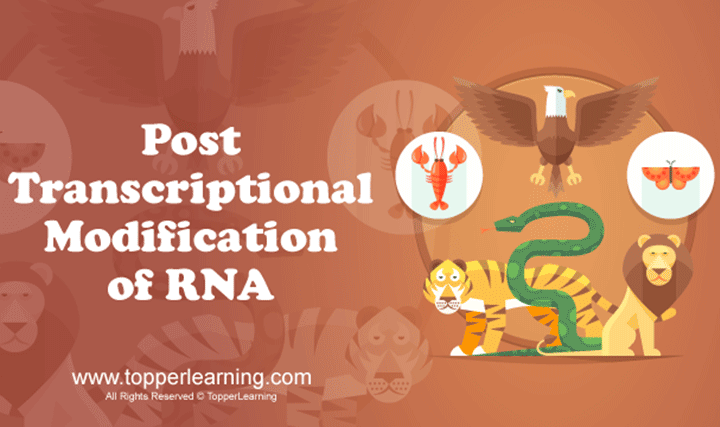 Post-transcriptional Modification of RNA - 