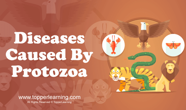 Diseases Caused By Protozoa - 