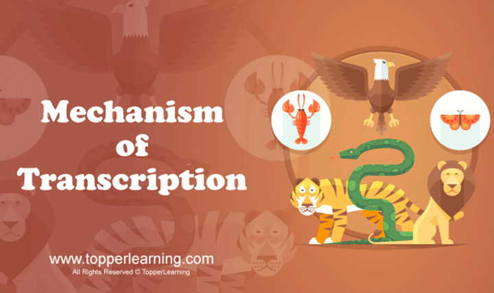 Mechanism of Transcription - 