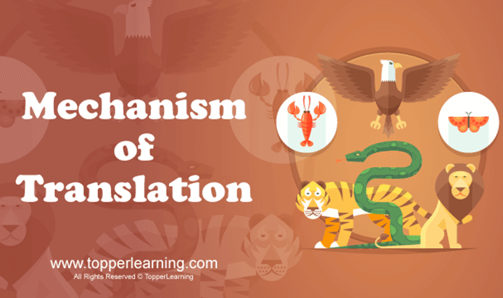 Mechanism of Translation - 