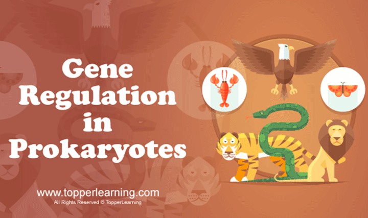 Gene Regulation in Prokaryotes - 