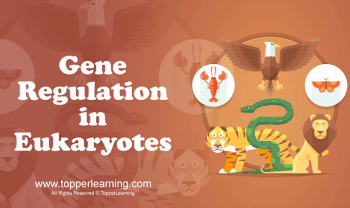 Gene Regulation in Eukaryotes - 