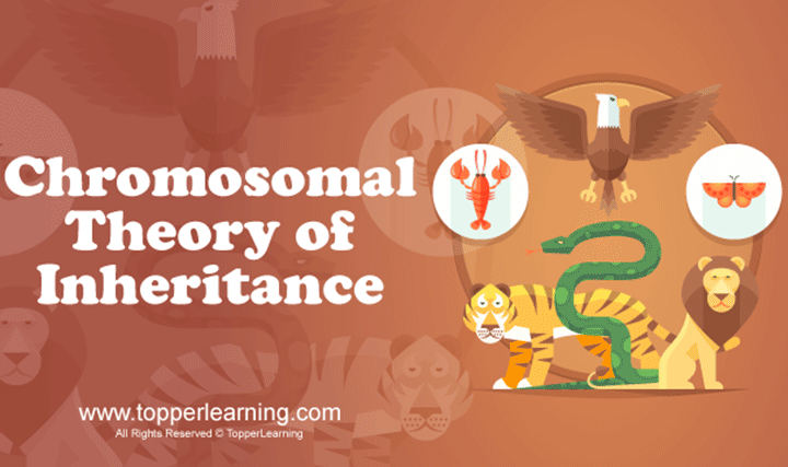 Chromosomal Theory of Inheritance - 