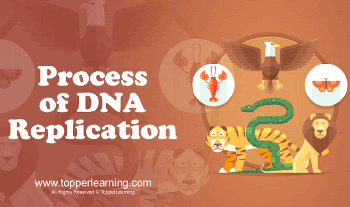Process of Replication of DNA - 