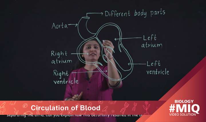 Circulation of blood - 