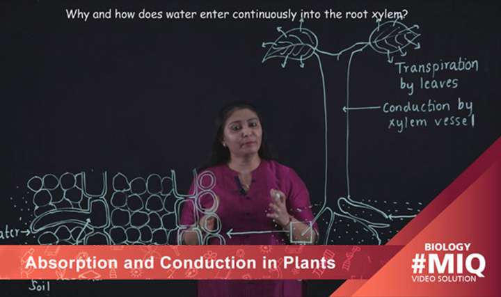 Absorption and conduction in plants - 