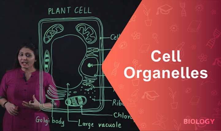 Cell Organelles- Vacuoles - 