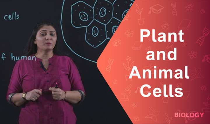 Plant and Animal Cells - 