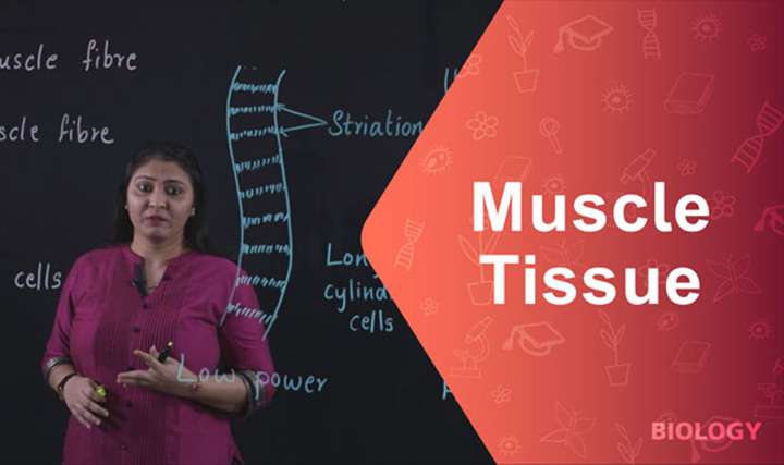 Muscle tissue - 
