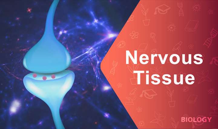 Nervous tissue - 