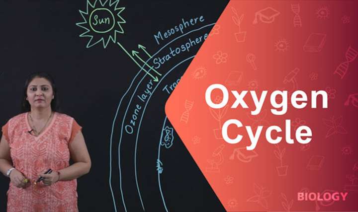Oxygen Cycle - 