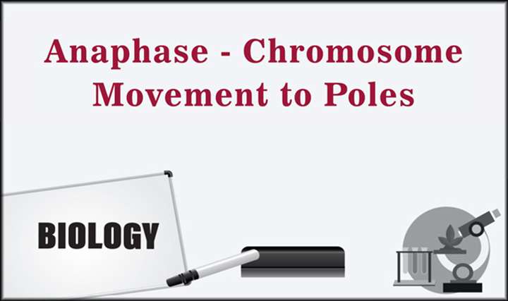 Anaphase -Chromosome Movement to Poles - 