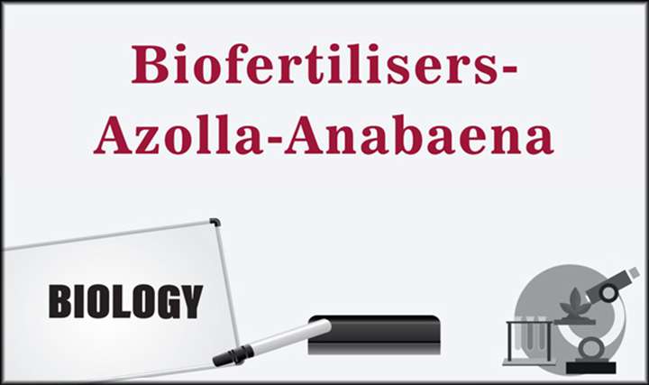 Biofertilisers- Azolla-Anabaena - 