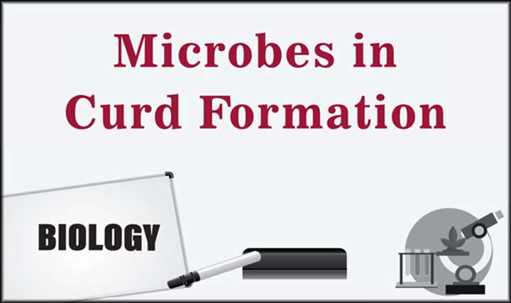 Microbes in Curd Formation - 