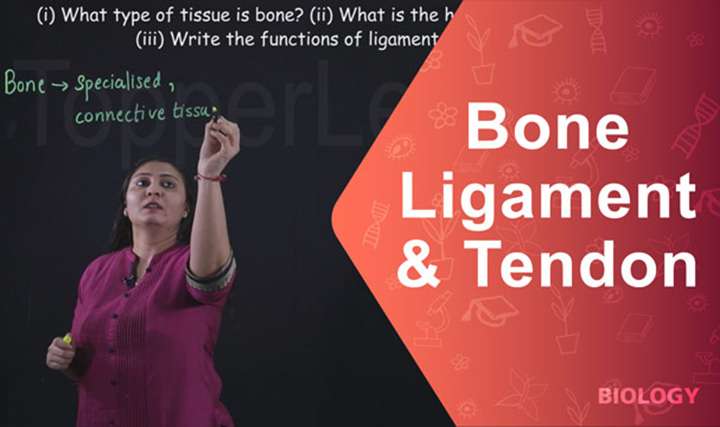 Bone, Ligament and Tendon - 