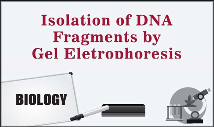 Isolation of DNA Fragments by Gel Eletrophoresis - 