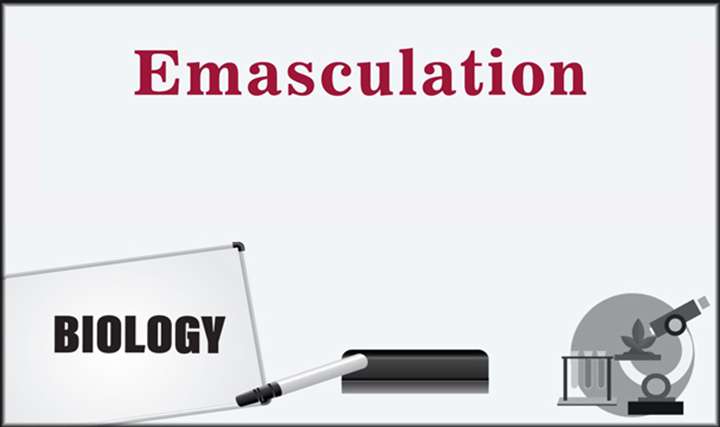 Emaculation - 