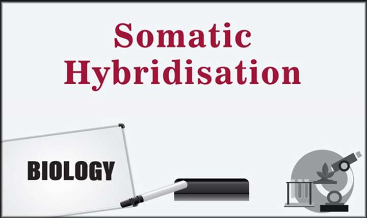 Somatic Hybridisation - 