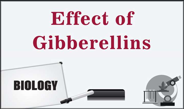 Effect of Gibberellins - 