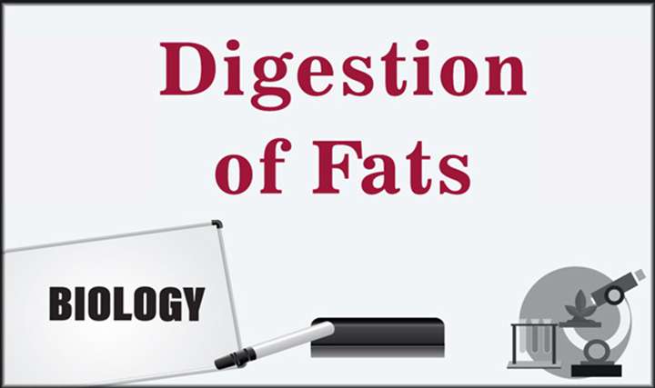 Digestion of Fats - 