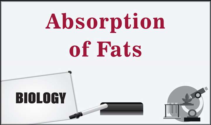 Absorption of Fats - 