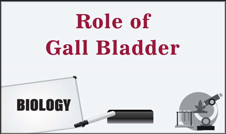 Role of Gall Bladder - 