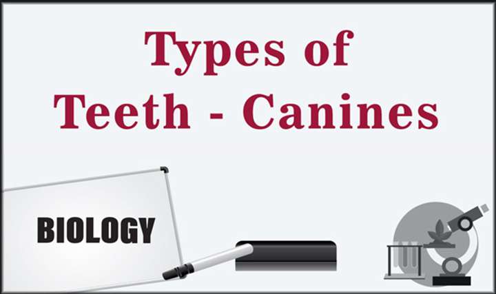 Types of Teeth - Canines - 
