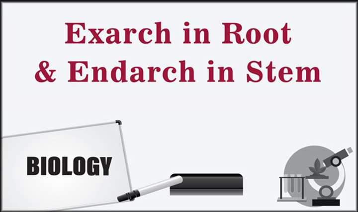 Exarch in Root and Endarch in Stem - 