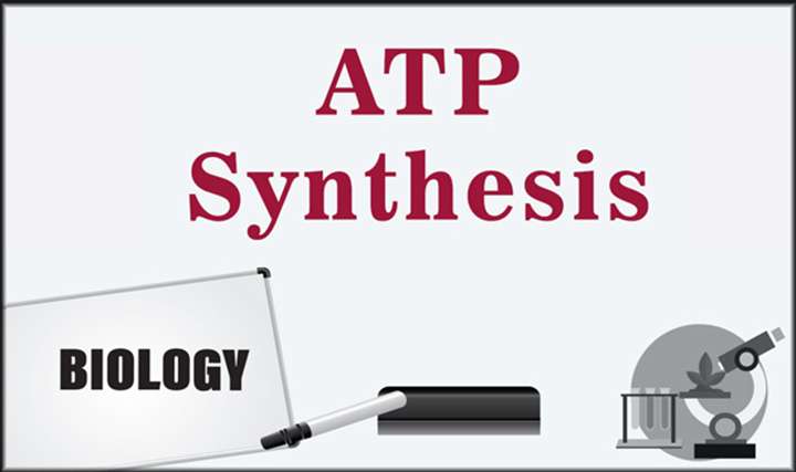 ATP Synthesis - 