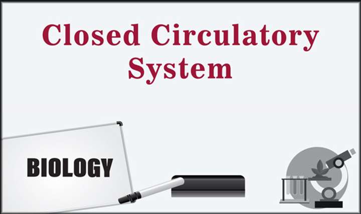 Closed Circulatory System - 
