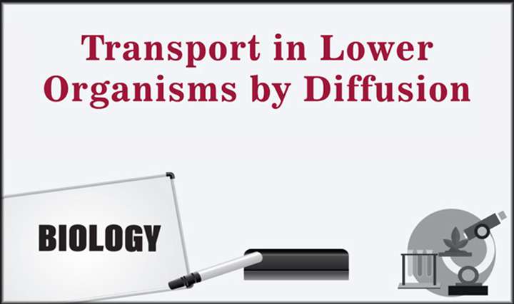 Transport in Lower Organisms by Diffusion - 