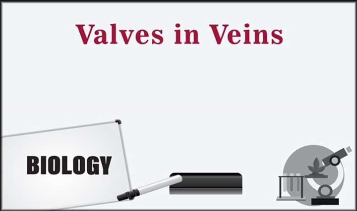 Valves in Veins - 