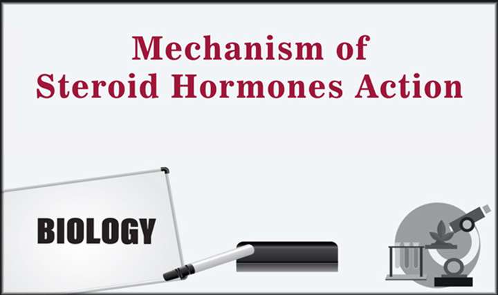 Mechanism of Steroid Hormones Action - 