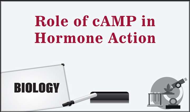 Role of cAMP in Hormone Action - 