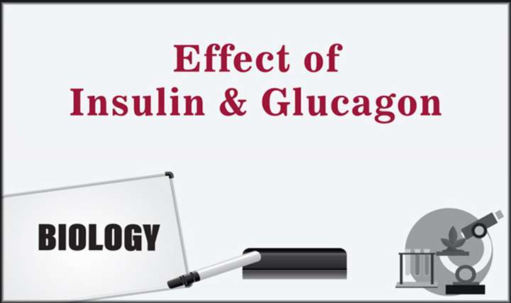 Effect of Insulin and Glucagon - 